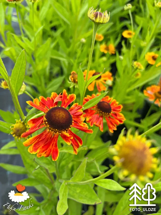 Helenium   'Waltraut'